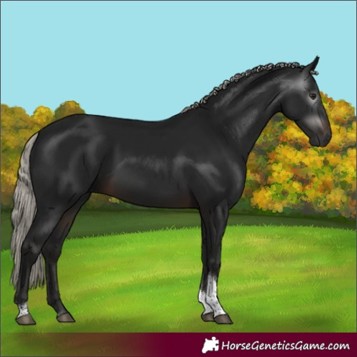 Horse Color:Gray Silver Brown Tobiano Rabicano 