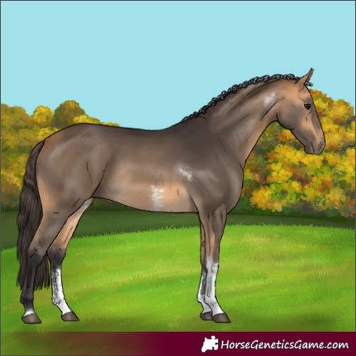 Horse Color:Buckskin Sabino Tobiano Rabicano
