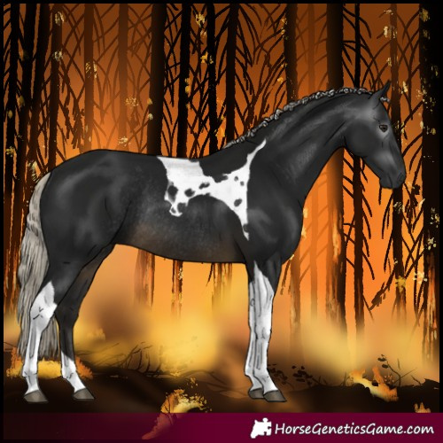 Horse Color:Gray Silver Buckskin Tobiano Rabicano 