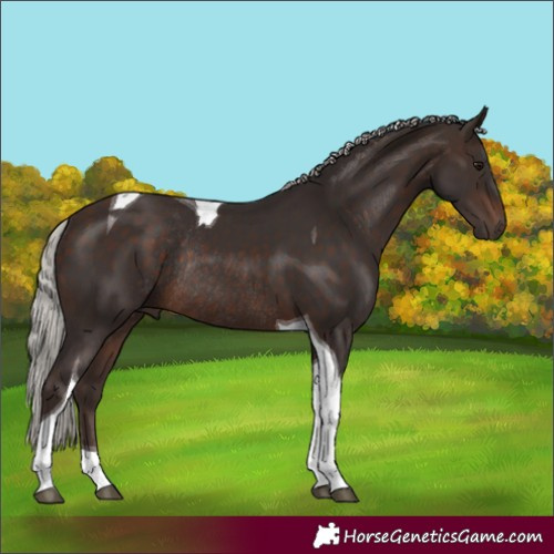 Horse Color:Silver Brown Tobiano Rabicano 