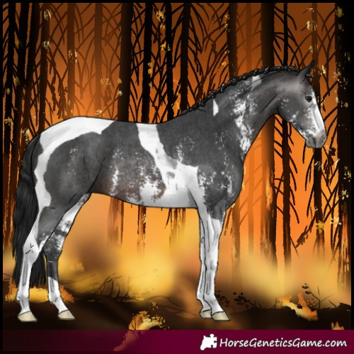 Horse Color:Gray Brown Sabino Tobiano Rabicano