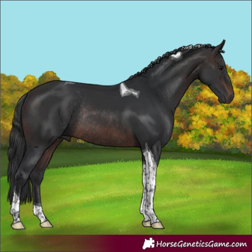 Horse Color:Brown Tobiano Rabicano
