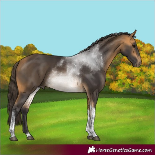 Horse Color:Buckskin Tobiano Rabicano 