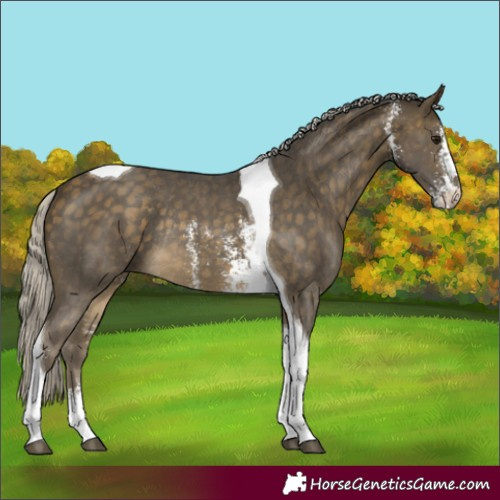 Horse Color:Silver Buckskin Sabino Tobiano Rabicano