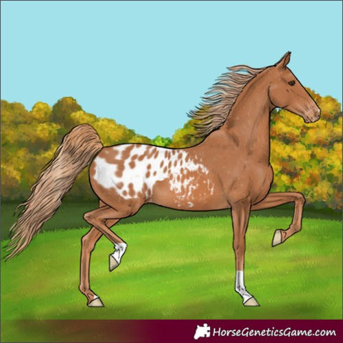 Horse Color:Unknown 