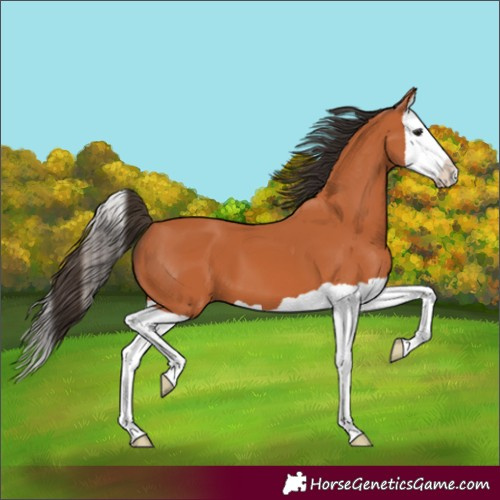 Horse Color:Unknown 