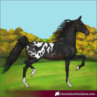 Horse Color:Gray Brown Blanket 