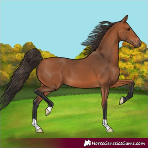 Horse Color:Unknown 
