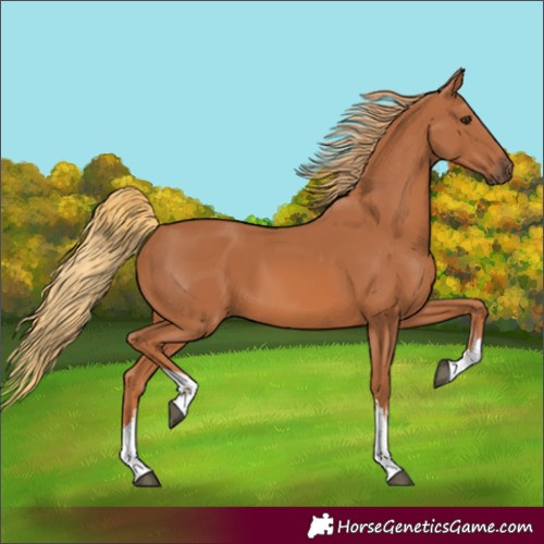 Horse Color:White Spotted Chestnut 