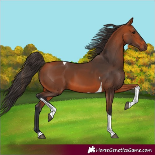 Horse Color:Bay Tobiano 