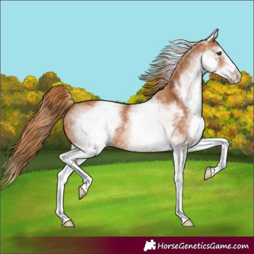 Horse Color:Unknown 