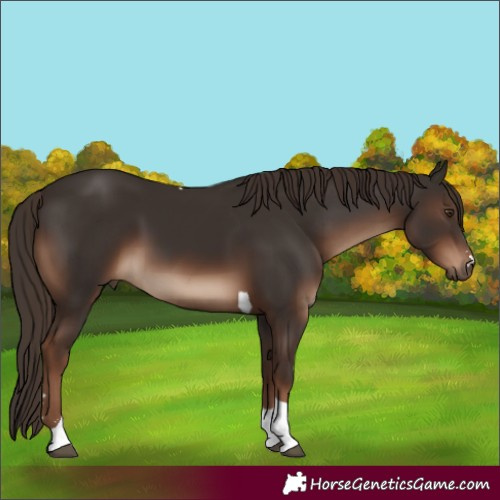 Horse Color:Liver Chestnut Tobiano