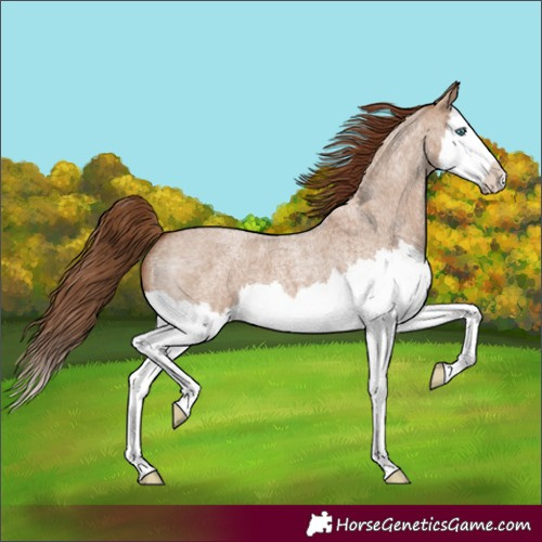 Horse Color:Red Dun Roan Splash
