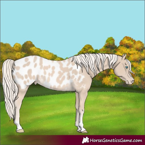Horse Color:Cremello Appaloosa 