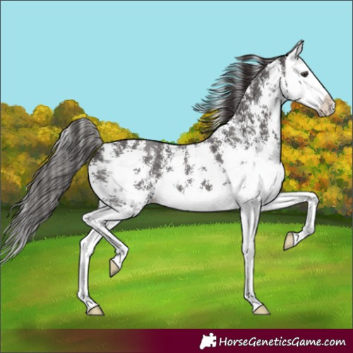 Horse Color:Liver Chestnut Sabino Splash Varnish 