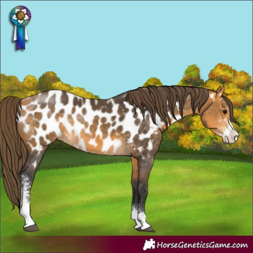 Horse Color:Buckskin Sabino Appaloosa