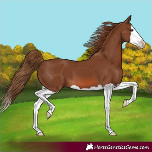 Horse Color:Chestnut Splash