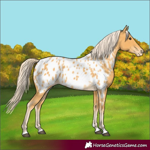 Horse Color:Palomino Appaloosa