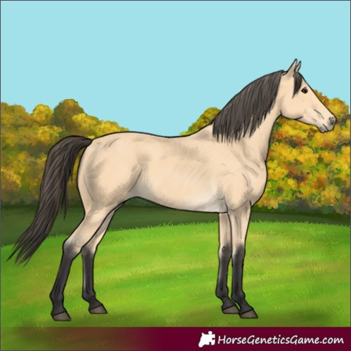 Horse Color:Buckskin 