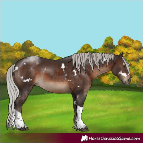 Horse Color:White Spotted Silver Brown Tobiano