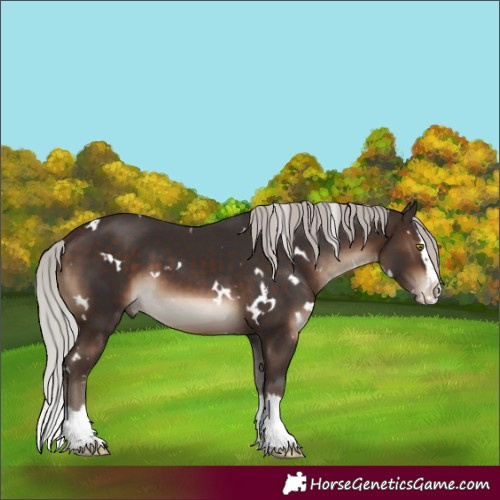 Horse Color:White Spotted Silver Brown Splash 