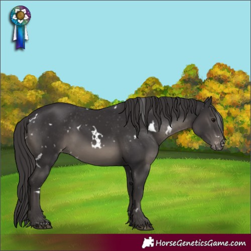 Horse Color:White Spotted Smoky Black Appaloosa