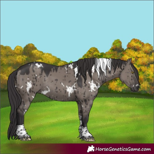 Horse Color:White Spotted Smoky Grullo Tobiano Rabicano Brindle 