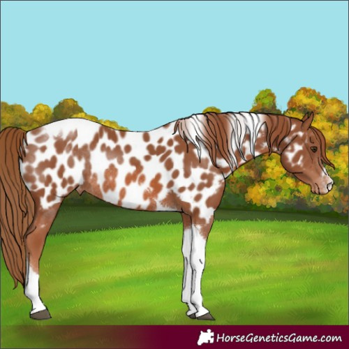 Horse Color:Chestnut Tobiano Appaloosa Rabicano