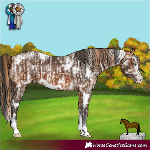 Horse Color:White Spotted Smoky Black Pearl Sabino Appaloosa Rabicano and White Spotted Bay Sabino