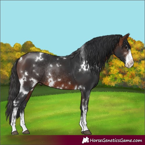 Horse Color:White Spotted Brown Sabino Rabicano