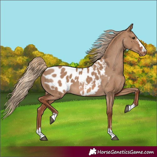 Horse Color:Red Dun Blanket 