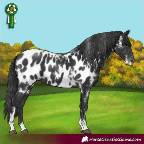 Horse Color:White Spotted Black Tobiano Appaloosa