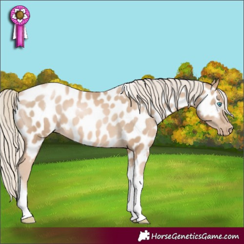 Horse Color:Chocolate Palomino Pearl Tobiano Appaloosa 