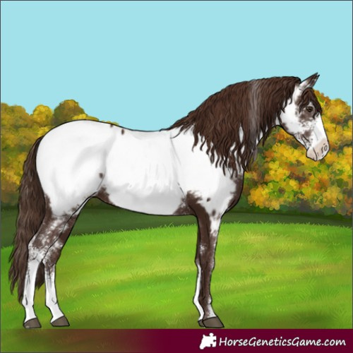 Horse Color:Liver Chestnut Sabino Appaloosa Rabicano