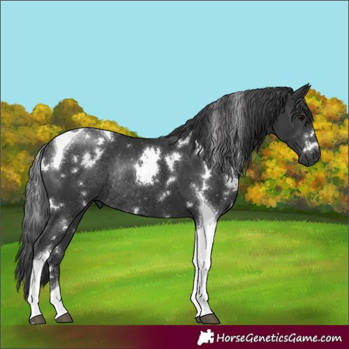 Horse Color:White Spotted Black Tobiano Rabicano 