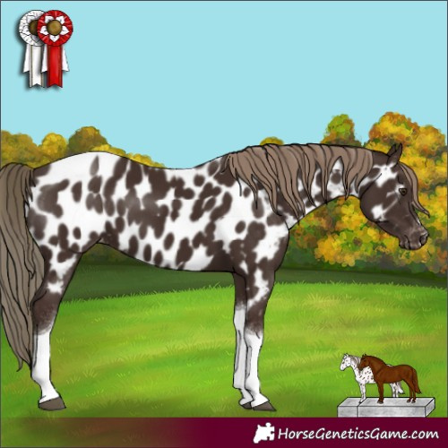 Horse Color:Liver Chestnut Tobiano Appaloosa 