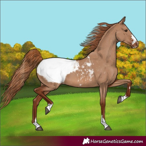 Horse Color:Red Dun Snowcap