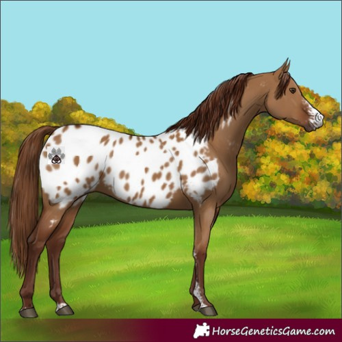 Horse Color:Gray Red Dun Sabino Appaloosa 