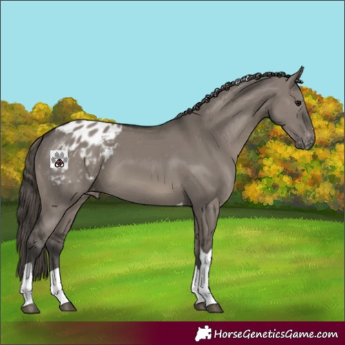 Horse Color:Unknown