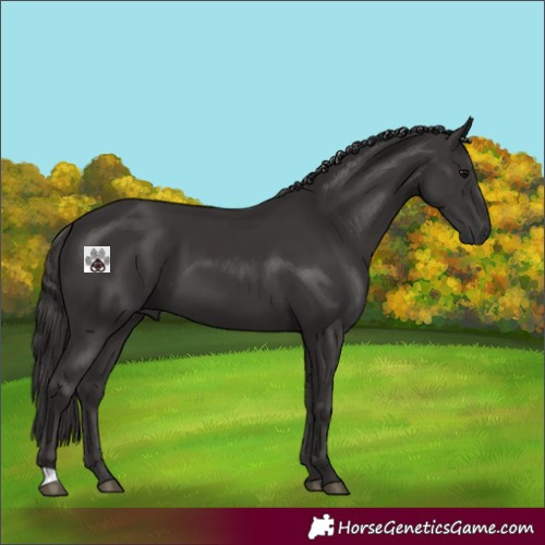 Horse Color:Smoky Black