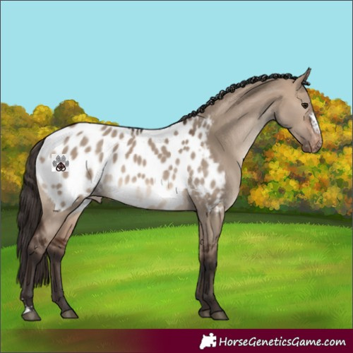 Horse Color:Brown Dun Sabino Appaloosa 