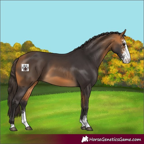 Horse Color:Buckskin Sabino