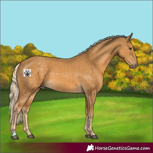 Horse Color:Palomino 