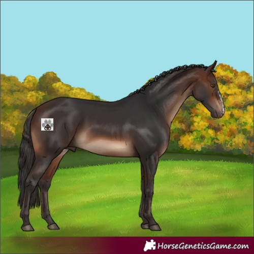 Horse Color:Brown Sabino 