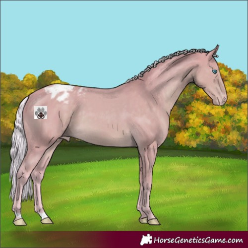 Horse Color:Watercolor Silver Smoky Creme Appaloosa