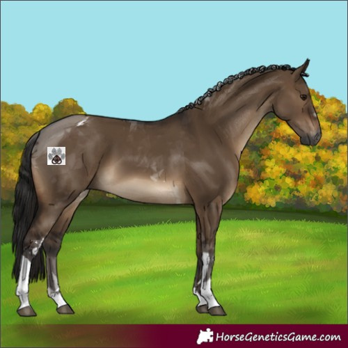 Horse Color:Gray Brown Dun Tobiano