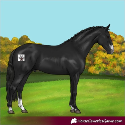 Horse Color:Gray Smoky Black Sabino