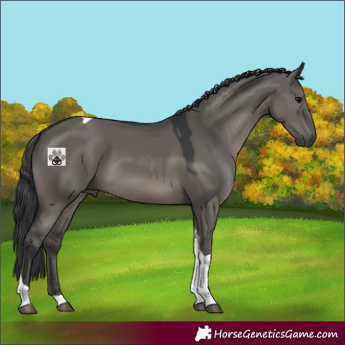 Horse Color:Grullo Tobiano 
