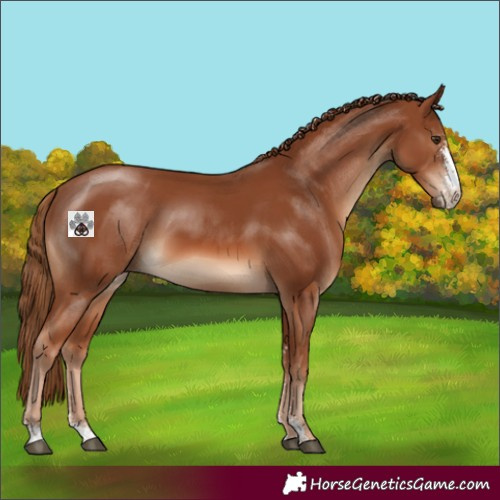 Horse Color:Chestnut Sabino 