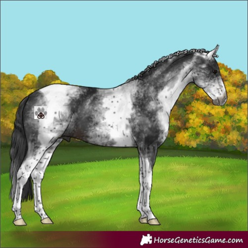 Horse Color:Gray White Spotted Bay Tobiano 